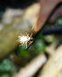 Preview: Moses Expedition Natur Feuerstarter-Set